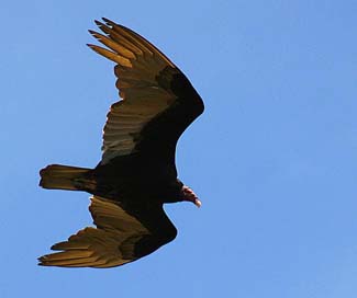 Cathartes aura aura