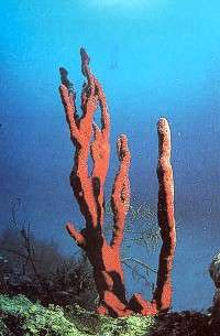 Colorido y formas en los fondos cubanos