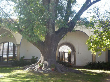 Un �rbol de la Hacienda San Juan Pan de Arriba