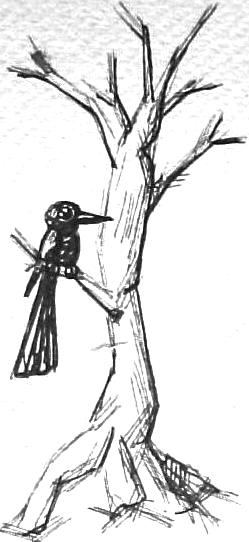 Dibujo: Ray Respall Rojas