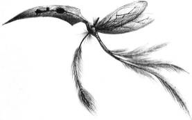 Ilustraci�n de Ray Respall Rojas