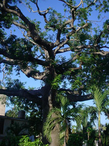 Seiba antes de ser talada