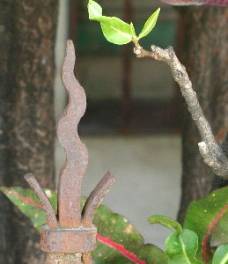 Foto: Marié Rojas Tamayo